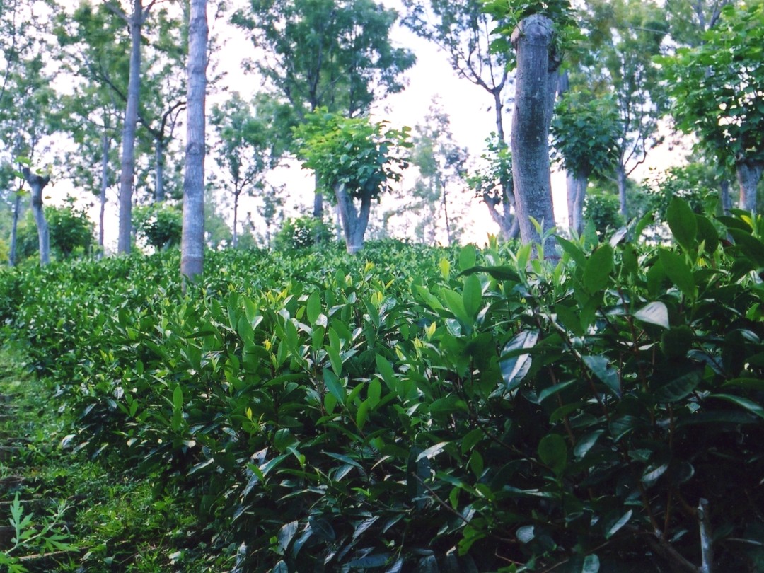 UVA Tea Garden